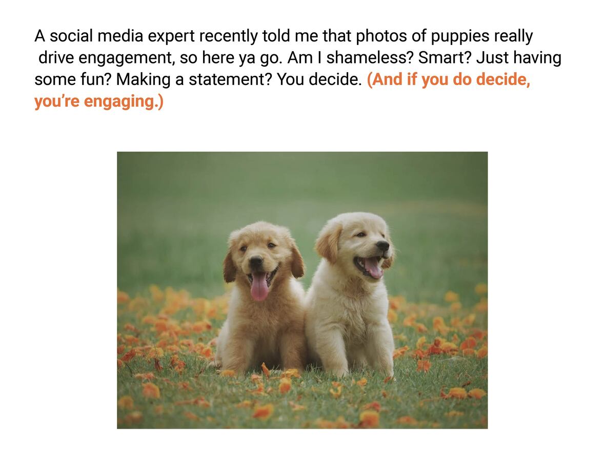 The image contains two golden retriever puppies on a field with orange flowers. The text reads: "A social media expert recently told me that photos of puppies really drive engagement, so here ya go. Am I shameless? Smart? Just having some fun? Making a statement? You decide. (And if you do decide, you’re engaging.)"
