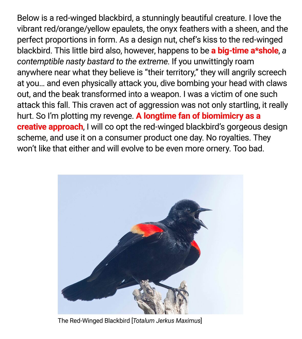 
The image shows a piece of text and a photograph of a bird. The text reads:

"Below is a red-winged blackbird, a stunningly beautiful creature. I love the vibrant red/orange/yellow epaulets, the onyx feathers with a sheen, and the perfect proportions in form. As a design nut, chef’s kiss to the red-winged blackbird. This little bird also, however, happens to be a big-time a*shole, a contemptible nasty bastard to the extreme. If you unwittingly roam anywhere near what they believe is “their territory,” they will angrily screech at you... and even physically attack you, dive bombing your head with claws out, and the beak transformed into a weapon. I was a victim of one such attack this fall. This craven act of aggression was not only startling, it really hurt. So I’m plotting my revenge. A longtime fan of biomimicry as a creative approach, I will co opt the red-winged blackbird’s gorgeous design scheme, and use it on a consumer product one day. No royalties. They won’t like that either and will evolve to be even more ornery. Too bad."

The accompanying photograph shows a red-winged blackbird perched on a piece of wood, with its distinctive red and yellow shoulder patches visible against its glossy black body. The bird's mouth is open as if it is calling or singing. At the bottom, there is a caption that says "The Red-Winged Blackbird [Totalum Jerkus Maximus]".